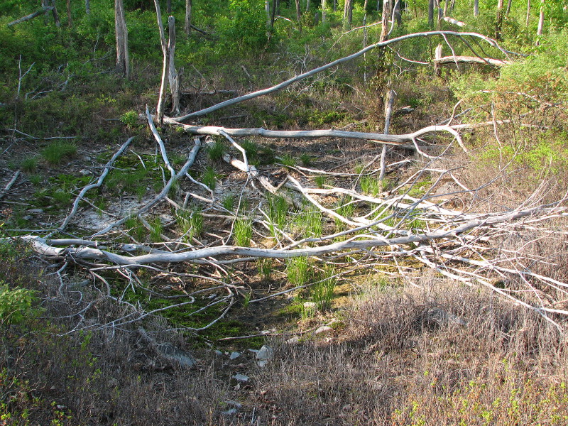  A forest fire opened the canopy above this vernal pool, allowing marshy vegetation to grow in the pool basin.  Credit: Betsy Leppo
